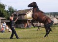 /album/kone-na-fort-hary/snimek-161-jpg/